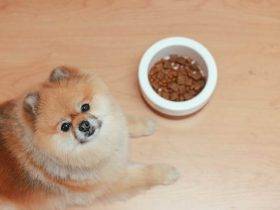 Teacup Pomeranian dog Care: Tips for a Happy, Healthy Pet