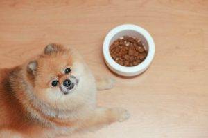 Teacup Pomeranian dog Care: Tips for a Happy, Healthy Pet