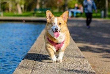 best dog insurance massachusetts