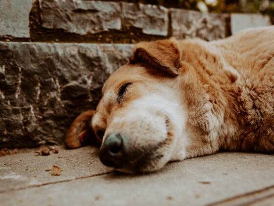 gabapentin for my dog