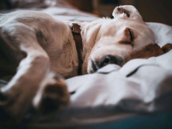gabapentin dogs appetite