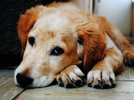 can gabapentin kill my dog